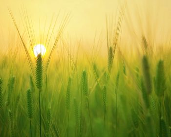 Agriculture Agriculture