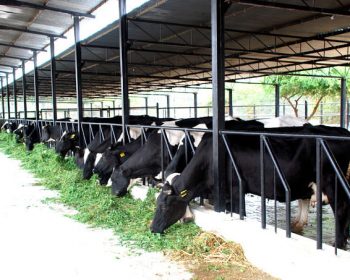 Dairy-Farm Dairy-Farm