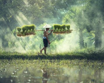 Farmer Farmer